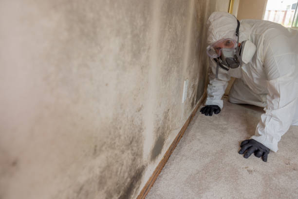 Environmental Consulting for Mold Prevention